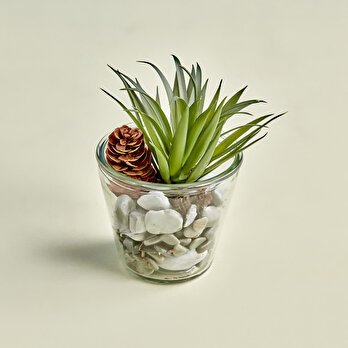 Teraryum Küçük Cam Saksı (12x19 cm)